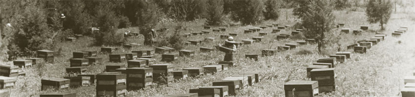 当時の養蜂の様子