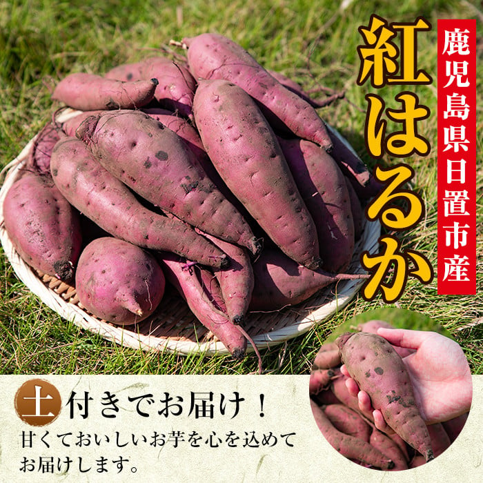 No.560 ＜訳あり・不揃い＞鹿児島県日置市産さつまいも！熟成紅はるか(約11kg) - 鹿児島県日置市｜ふるさとチョイス - ふるさと納税サイト