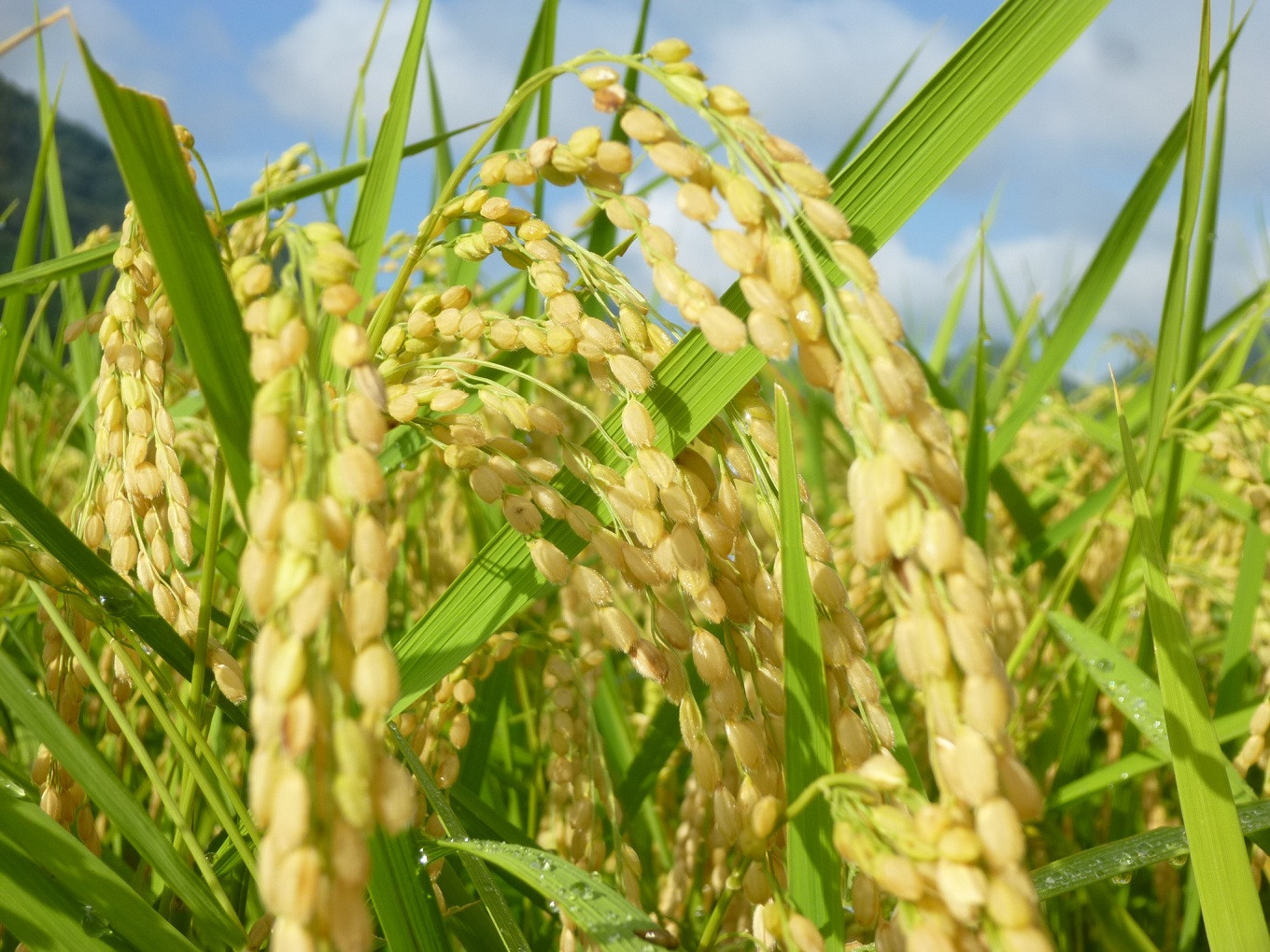 寒暖差の大きい丹波高原の気候風土が、おいしいお米を育てています。