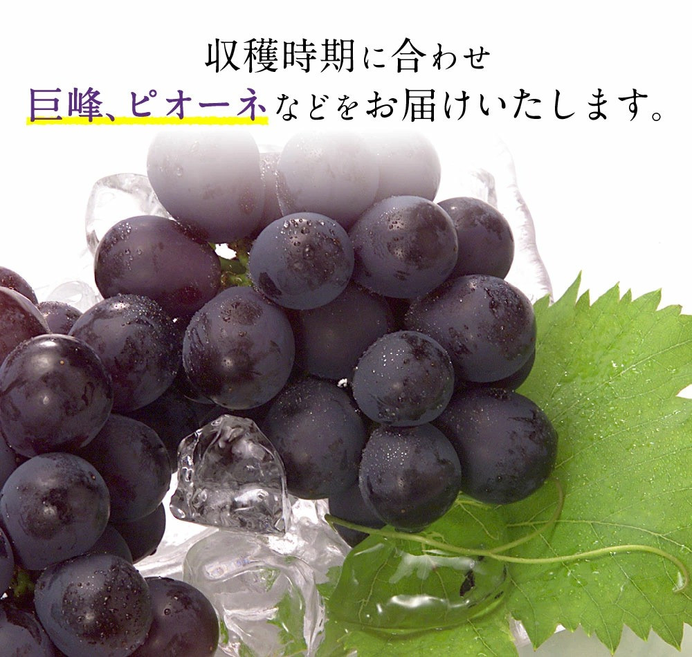 福岡県 広川産 ブドウ 約1 4kg 1ケース 葡萄 巨峰 ピオーネ 福岡県広川町 ふるさと納税 ふるさとチョイス