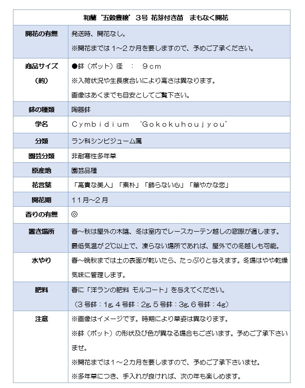 向山蘭園の和蘭「五穀豊穣」(3号)花芽付き苗まもなく開花 B2-1105 山梨県甲州市｜ふるさとチョイス ふるさと納税サイト