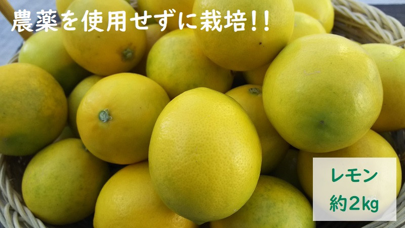 68 43 進栄 農薬を使わず栽培 レモン約2ｋｇ 熊本県宇土市 ふるさと納税 ふるさとチョイス