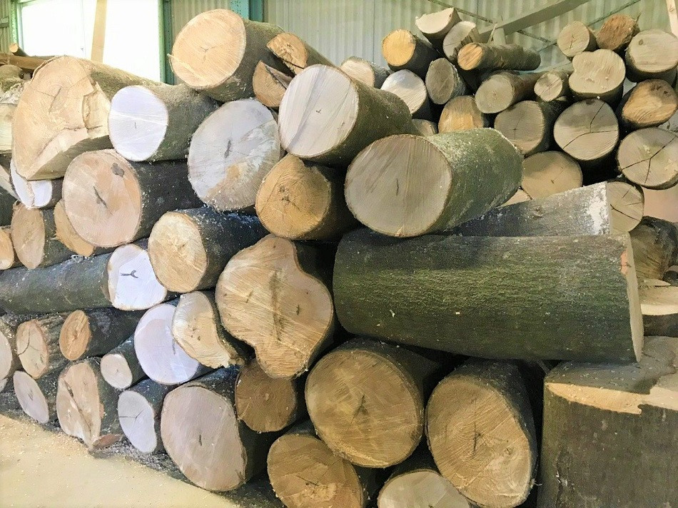 大きな木も手作業で薪にします。