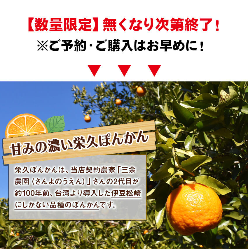 栄久ぽんかん 5kg 静岡県松崎町 ふるさと納税 ふるさとチョイス