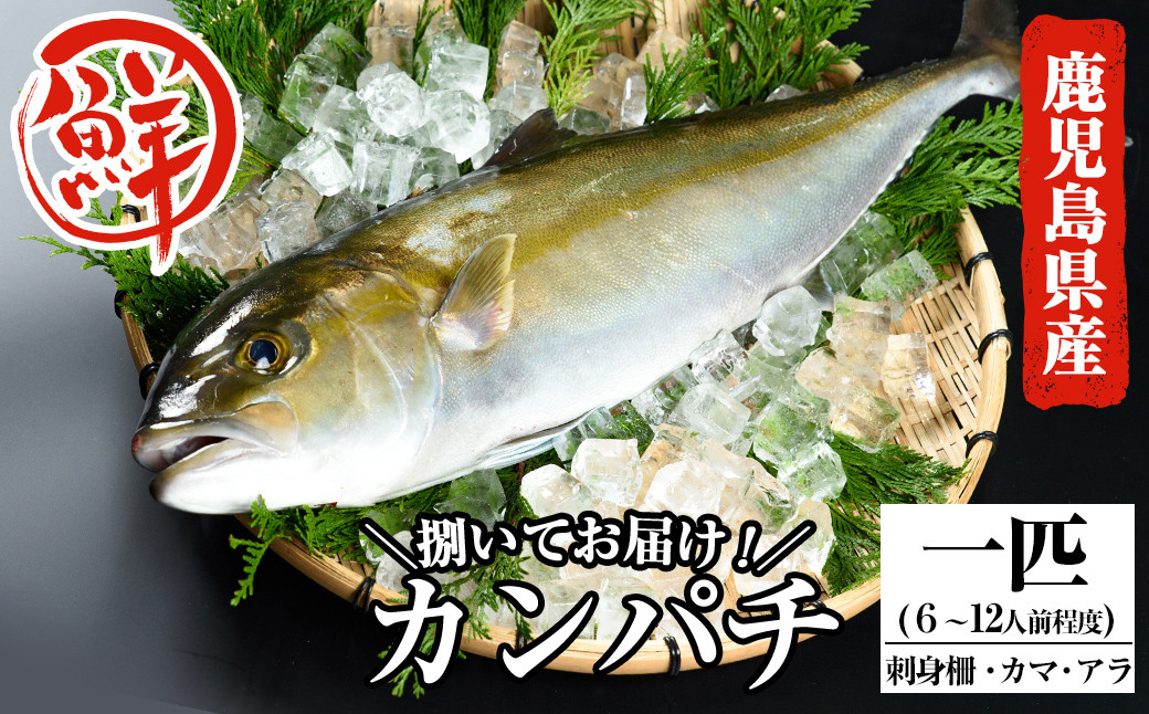 C-082 鹿児島県産カンパチ(1匹)6～12人前【国分活魚】 - 鹿児島県霧島市｜ふるさとチョイス - ふるさと納税サイト