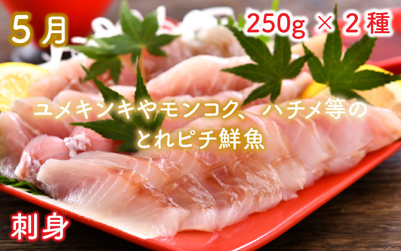 5月おまかせ刺身250g×2種