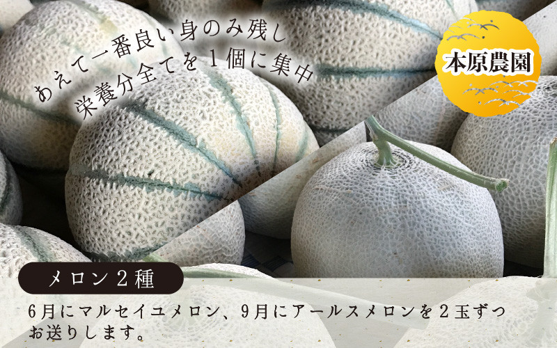 本原農園のマルセイユメロン&アールスメロン