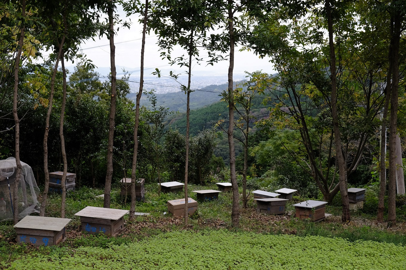 岸田さんのミツバチたちは、美しく立ち並ぶ木々に囲まれ暮らしています