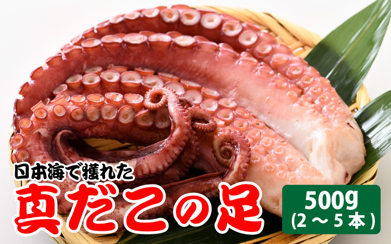 コロナ訳あり 日本海で獲れた 真だこの足 2 5本 計500g A 62 福井県坂井市 ふるさと納税 ふるさとチョイス