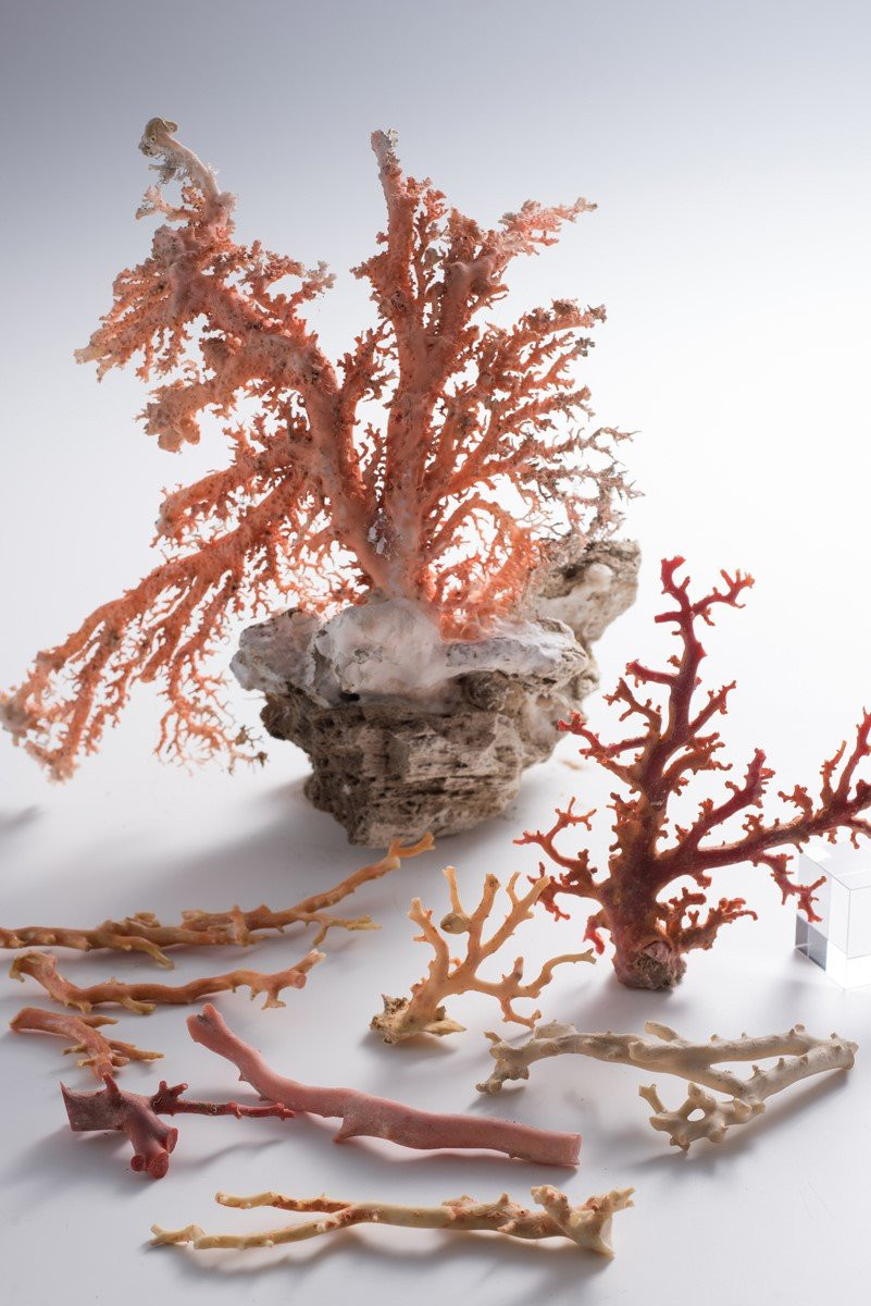 特級宝石珊瑚】Sランクの赤珊瑚丸玉 ペンダント K18チェーン - 高知県