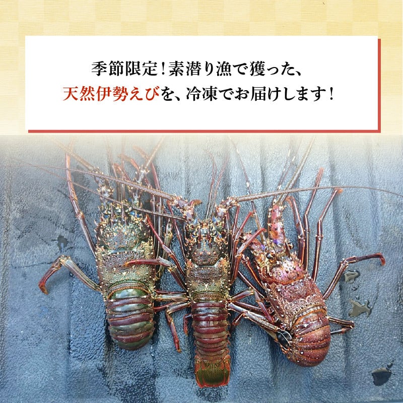 沖永良部島産！天然の伊勢えび 1kg（2匹） C034-002 - 鹿児島県知名町｜ふるさとチョイス - ふるさと納税サイト