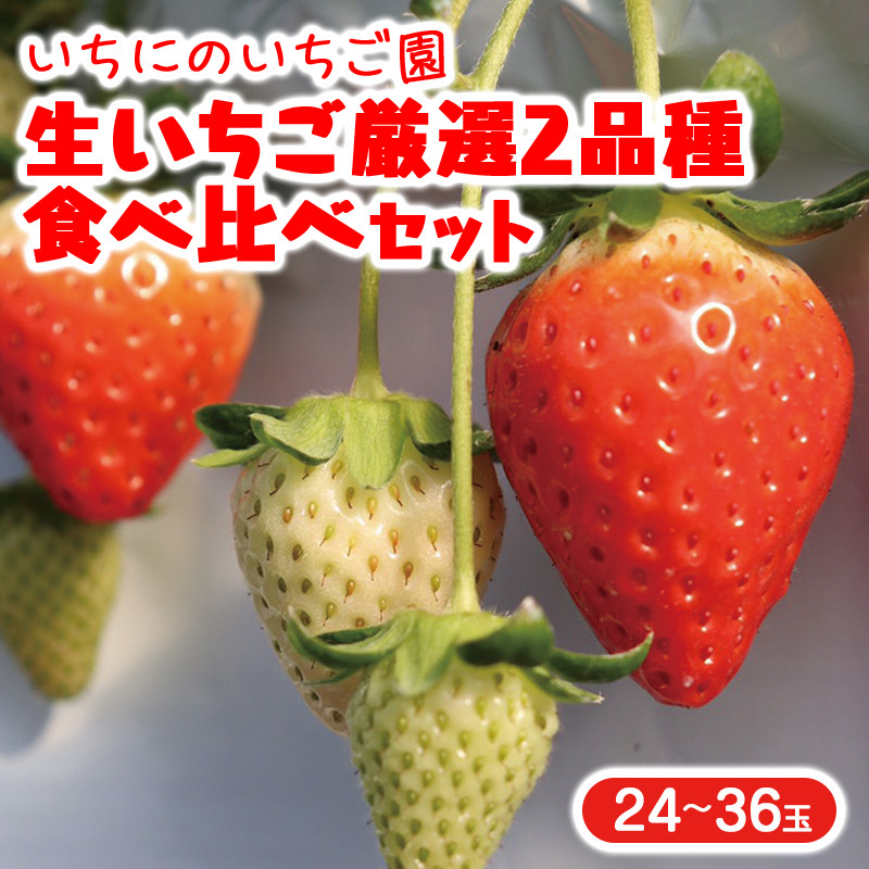 生いちご 厳選 2品種 食べ比べセット いちにのいちご園（2024年1月から