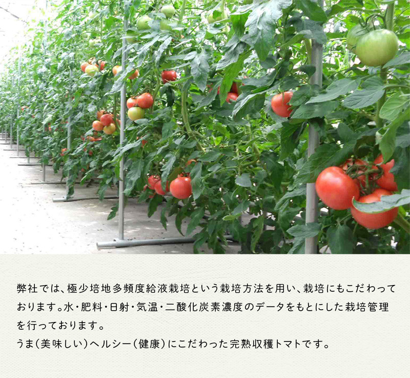 完熟で収穫した美味しいトマトです♪