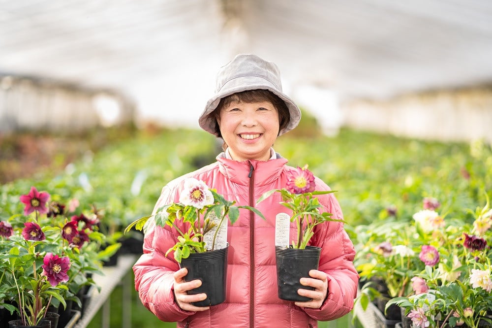 石黒花園直送】クリスマスローズ（ダブル５鉢・希少種含） 北海道生産