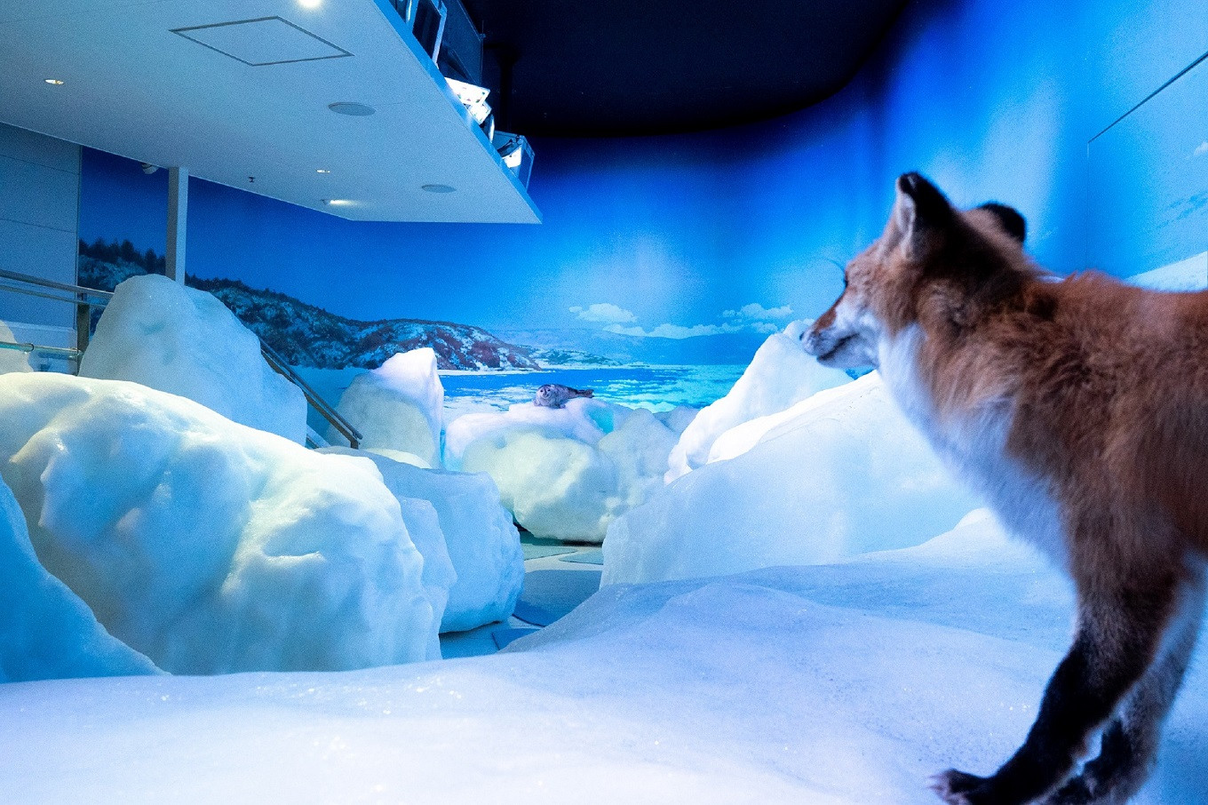 撮影地:オホーツク流氷館