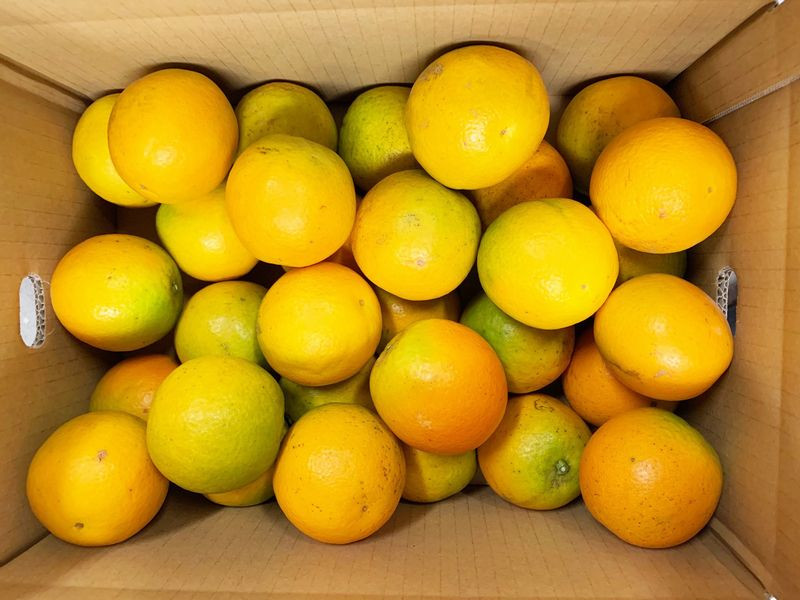 和歌山県産 バレンシアオレンジ Lサイズ 36玉 約5kg×1箱 希少な