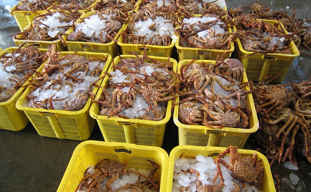 網走産 冷凍イバラガニ内子 塩漬 1本 北海道網走市 ふるさと納税 ふるさとチョイス