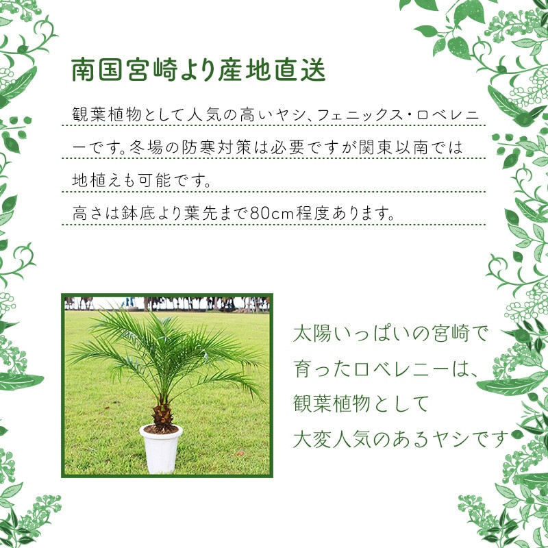 南国宮崎産フェニックス ロベレニー8号鉢 苗木 8号 1鉢 M005 003 宮崎県宮崎市 ふるさと納税 ふるさとチョイス