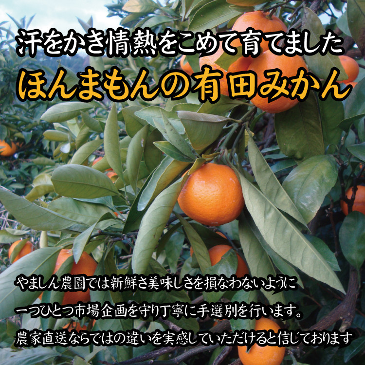 2023年11月発送予約分】＼光センサー選別／ 【農家直送】こだわりの