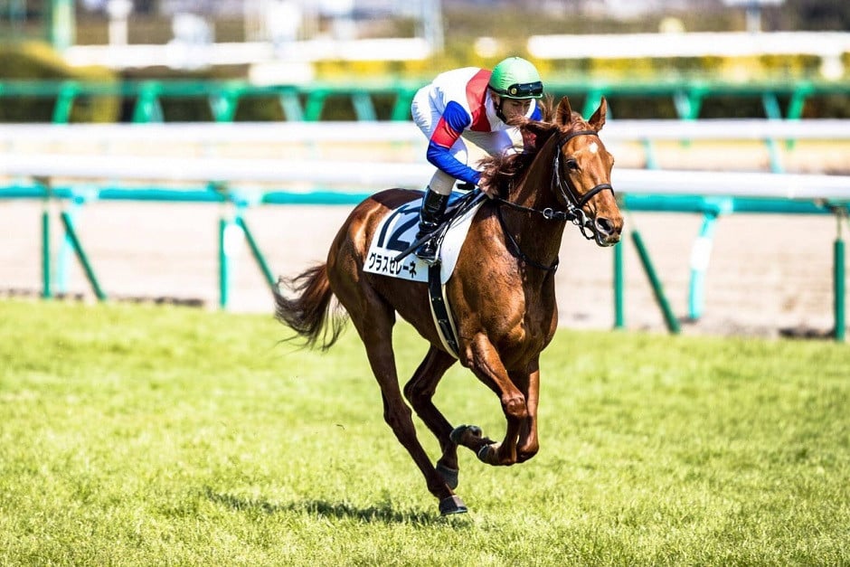 新しい季節 競馬 勝負服 半沢有限会社【グラス】 - その他