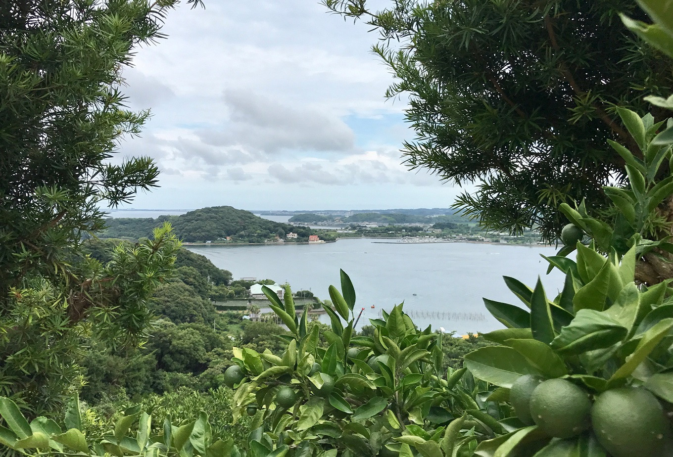 浜名湖ほとりで採れた天然はちみつ 渚みかんはちみつ・みなと百花