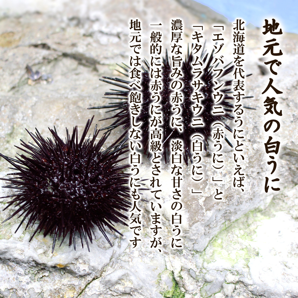 北海道産 ２種の ふり塩うに 食べ比べセット 100g 2個 うに ウニ キタムラサキウニ エゾバフンウニ 北海道鹿部町 ふるさと納税 ふるさとチョイス