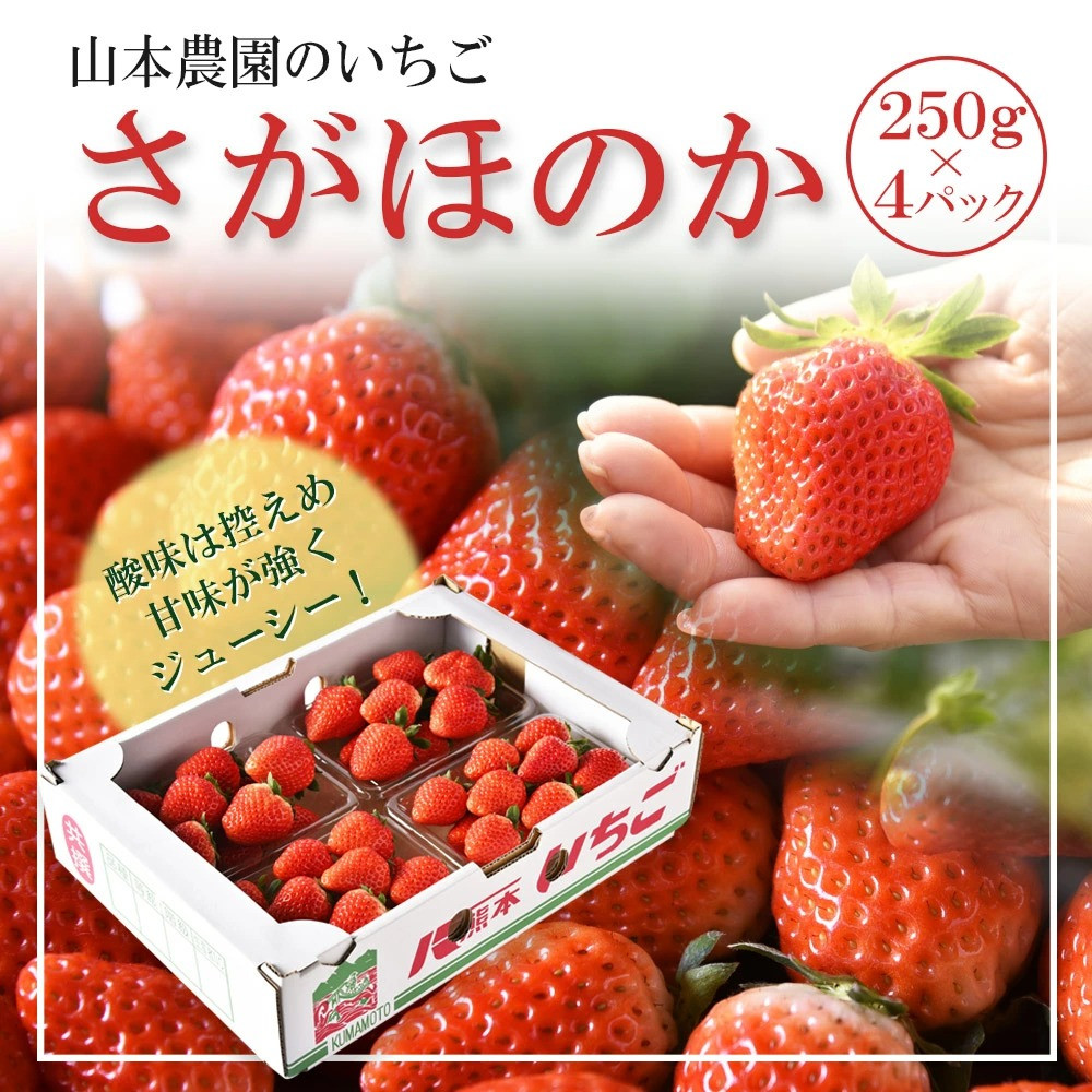 山本農園のいちご さがほのか 250g 4パック 熊本県人吉市 ふるさと納税 ふるさとチョイス