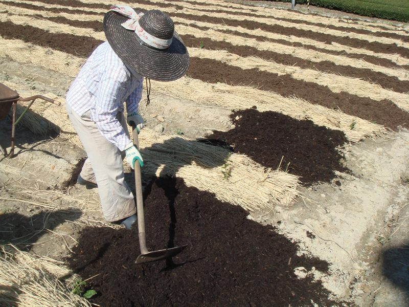 茶の畝(うね)と畝の間に刈り取ったススキやササを敷き詰めます。