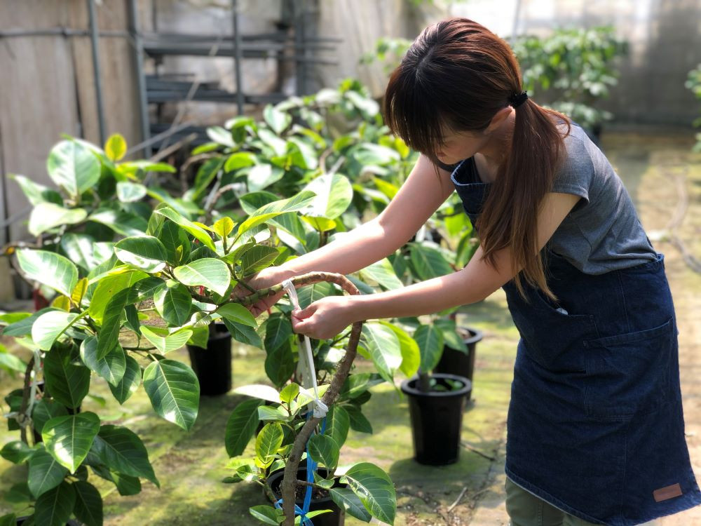 観葉植物】2本立ちウンベラータ80cm～100cm(弓指園芸/014-1353)南国