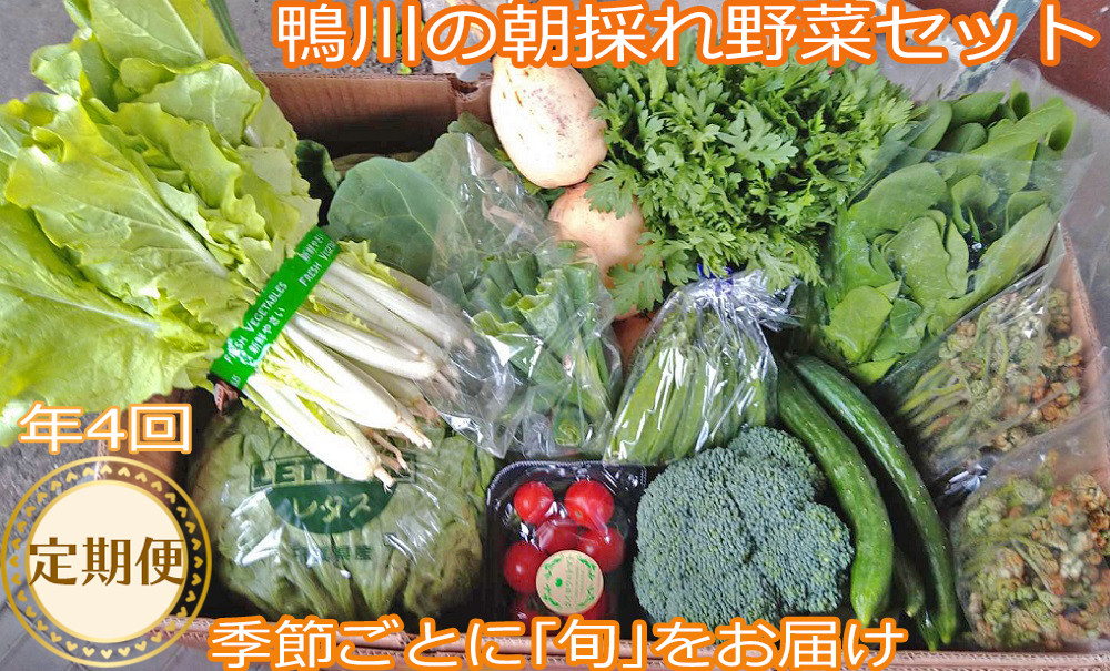 ふるさと納税 千葉県 松戸市 EJ002 戸張農園の厳選おまかせ野菜セット 通販