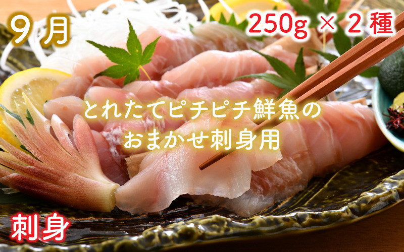9月 とれピチ鮮魚のおまかせ刺身用 250g×2種