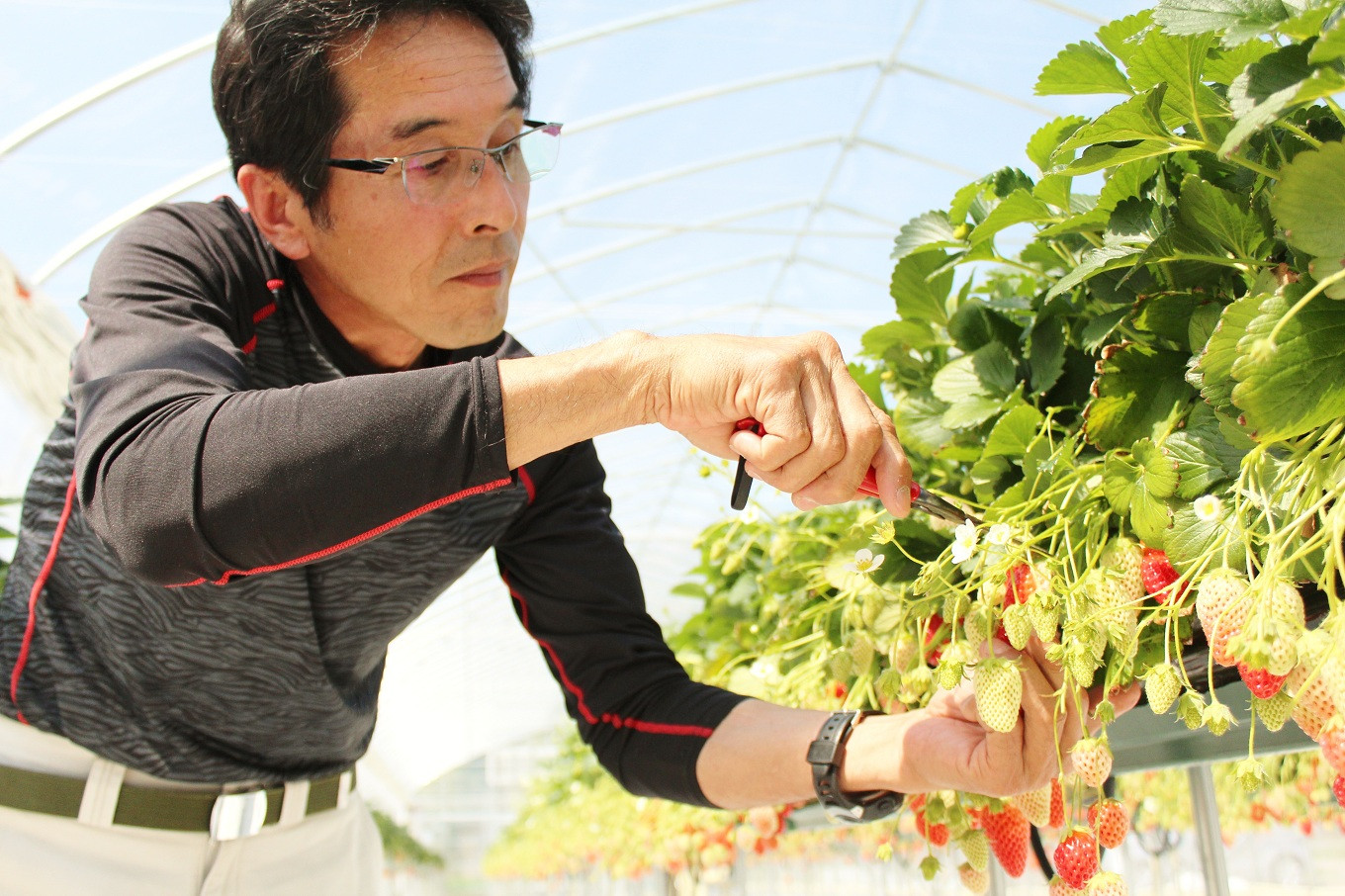 あきひめを大切に育てる株式会社京都誠志郎農園の代表・西森 強さん。