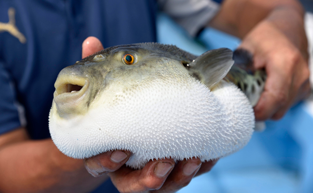 豊後とらふぐ料理セット 養殖4 5人前 大分県佐伯市 ふるさと納税 ふるさとチョイス