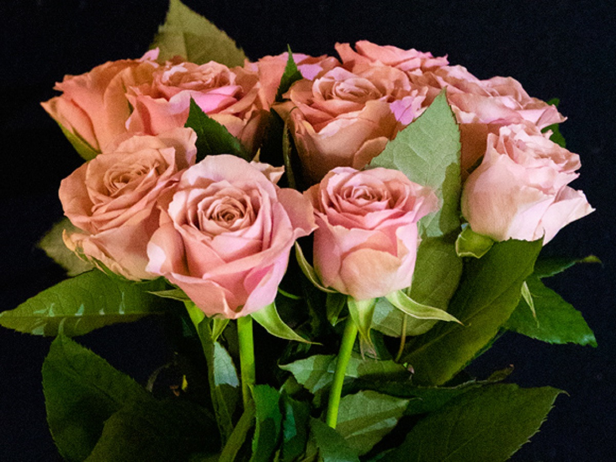 バラの花束 ピンクパープル系 熊本県阿蘇市 ふるさと納税 ふるさとチョイス