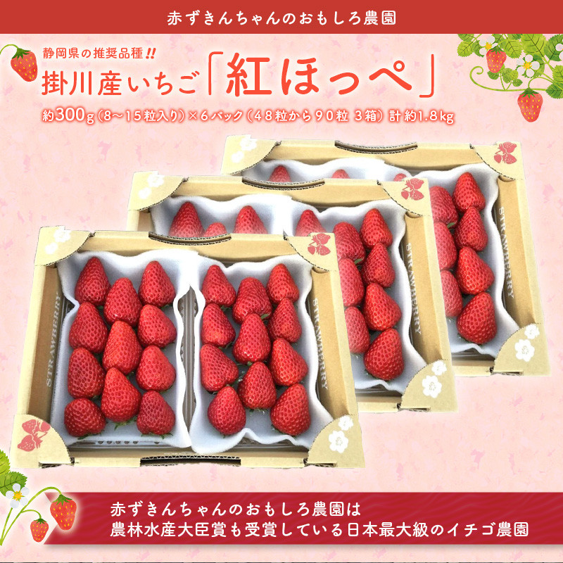 １１８４ 掛川産いちご 紅ほっぺ 約300g ６パック計1 ８ｋｇ 令和３年３月頃からの発送 赤ずきんちゃんのおもしろ農園 静岡県掛川市 ふるさと納税 ふるさとチョイス