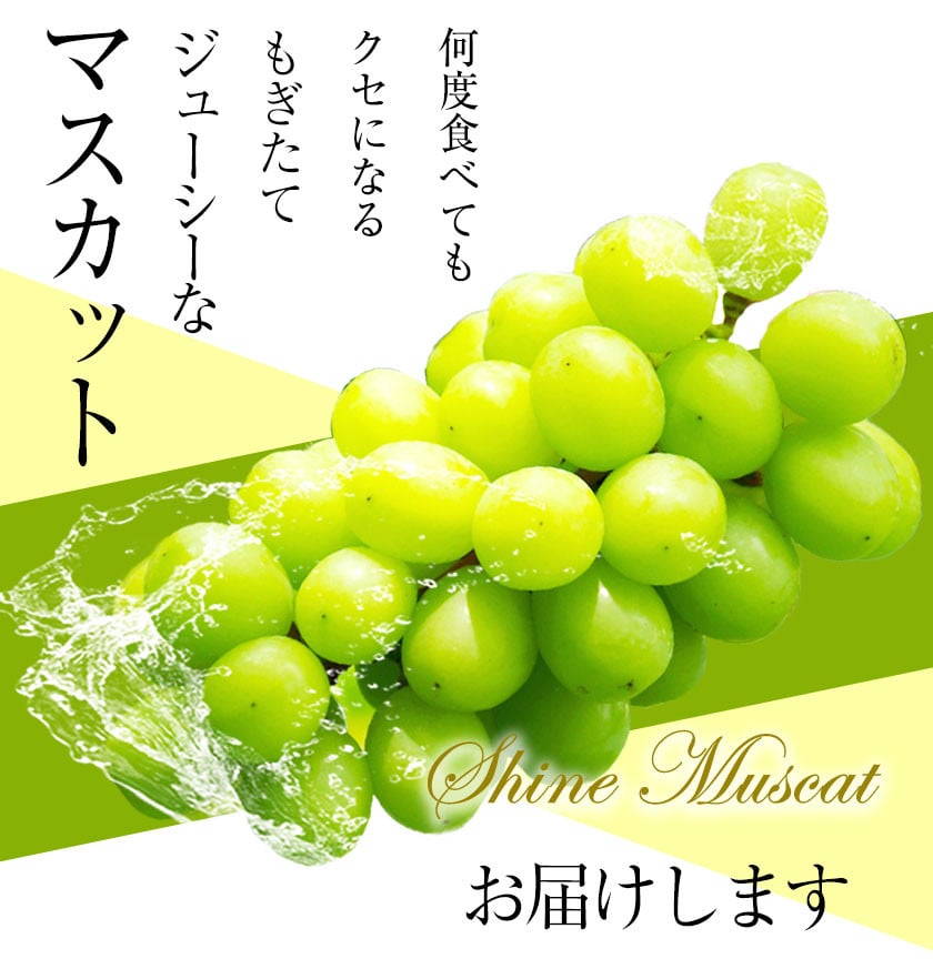 鶴田農園のシャインマスカット 約2kg 2 3房 8月中旬 9月下旬頃より順次出荷 熊本県荒尾市 熊本県荒尾市 ふるさと納税 ふるさとチョイス