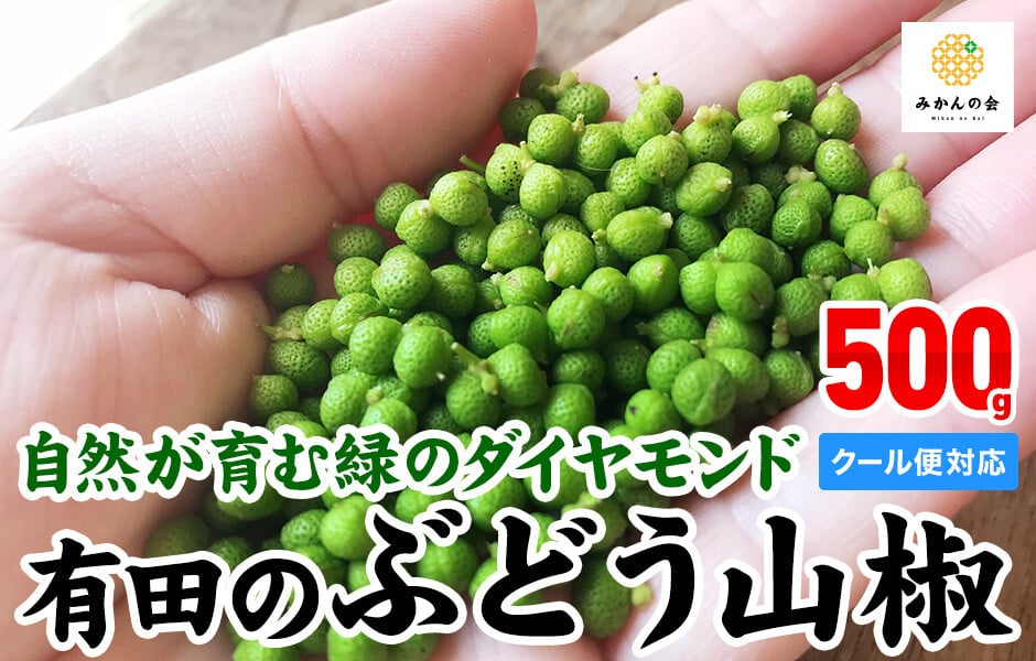 有田の山椒「ぶどう山椒」 500g 実山椒 生山椒 クール便対応 和歌山県産 - 和歌山県有田川町｜ふるさとチョイス - ふるさと納税サイト