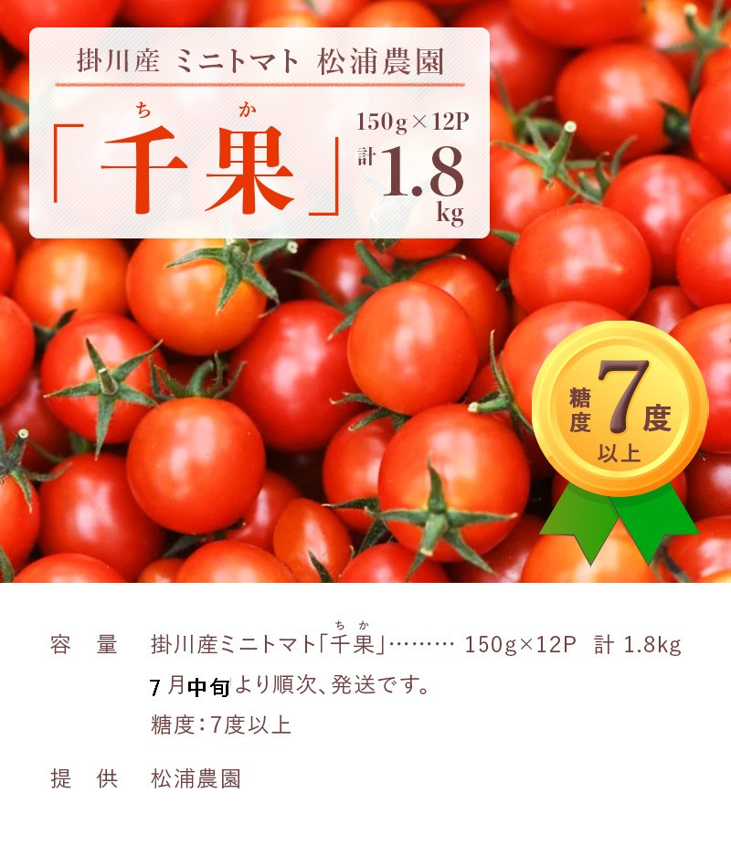 １２８９ 掛川産ミニトマト 千果 ちか 150ｇ 12p 計1 8kg ７月中旬より発送開始 松浦農園 静岡県掛川市 ふるさと納税 ふるさとチョイス