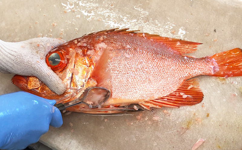 【産地直送】【漁師まちの鮮魚店厳選】おまかせ鮮魚セット（約4kg）