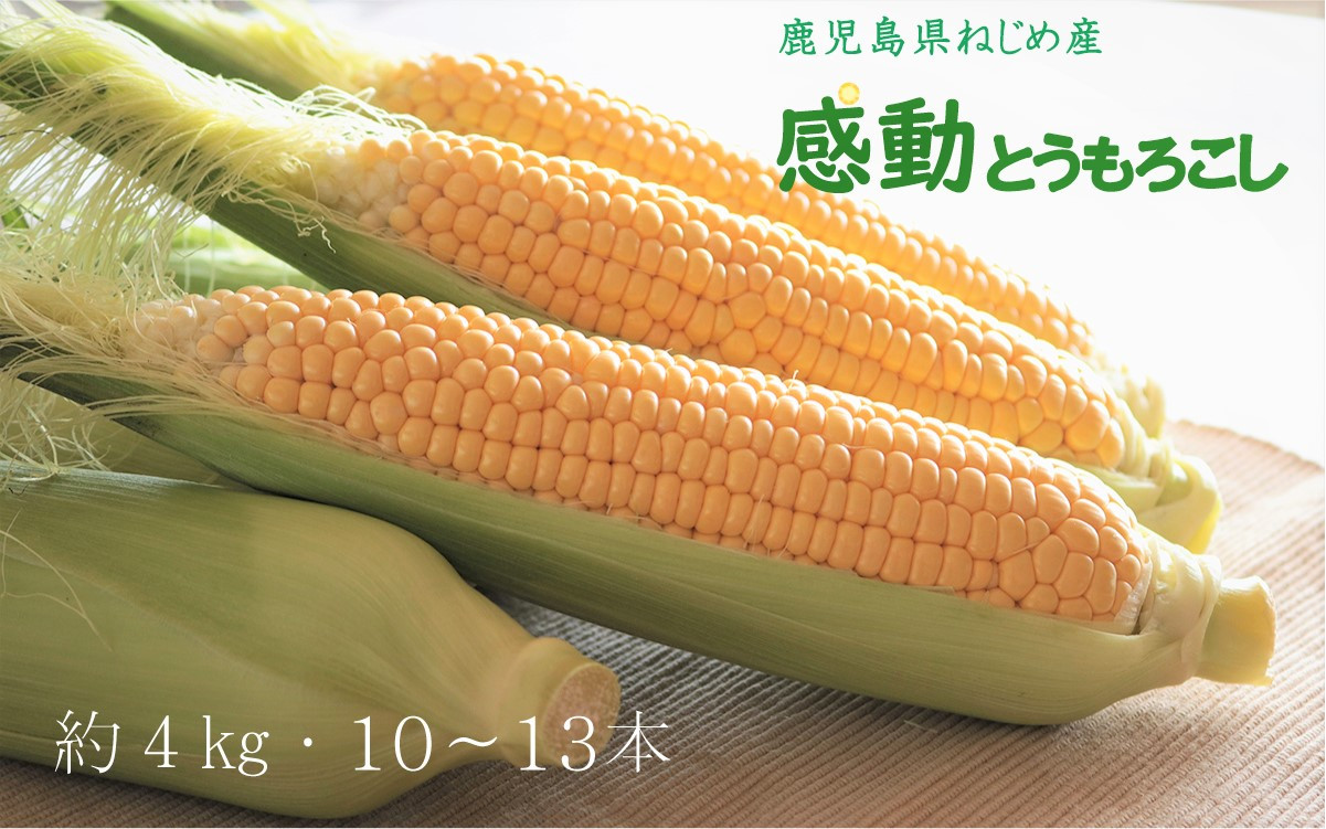 感動とうもろこし 約4キロ 10 13本 鹿児島産ゴールドラッシュ 鹿児島県南大隅町 ふるさと納税 ふるさとチョイス