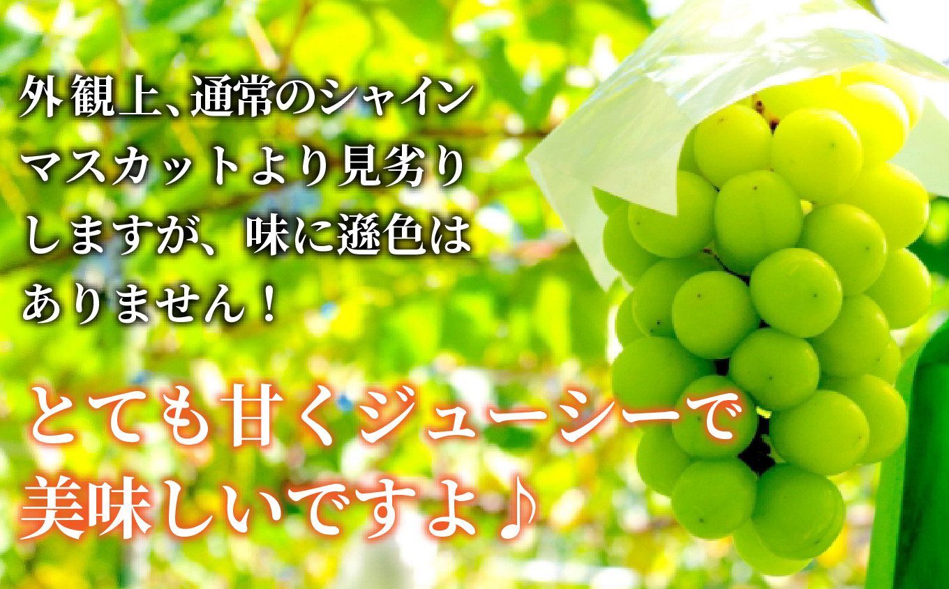 見た目は通常のシャインマスカットより劣りますが甘くて美味しいですよ♪