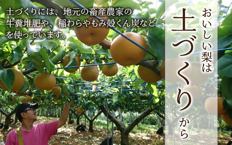 先行予約】 木下農園のみくに梨 「新興梨」5kg（10～12玉）【2023年10