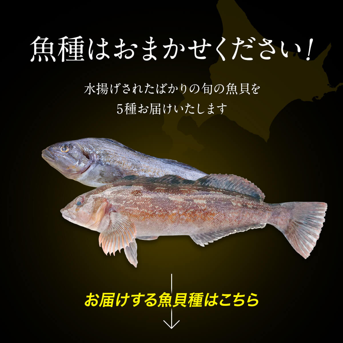 北海道産 旬のお刺身＜5種＞盛り合わせセット 約520g 約4～5人前 海鮮 冷凍 ほたて さくらます ほっけ いか たこ にしん つぶ貝 等 -  北海道鹿部町｜ふるさとチョイス - ふるさと納税サイト