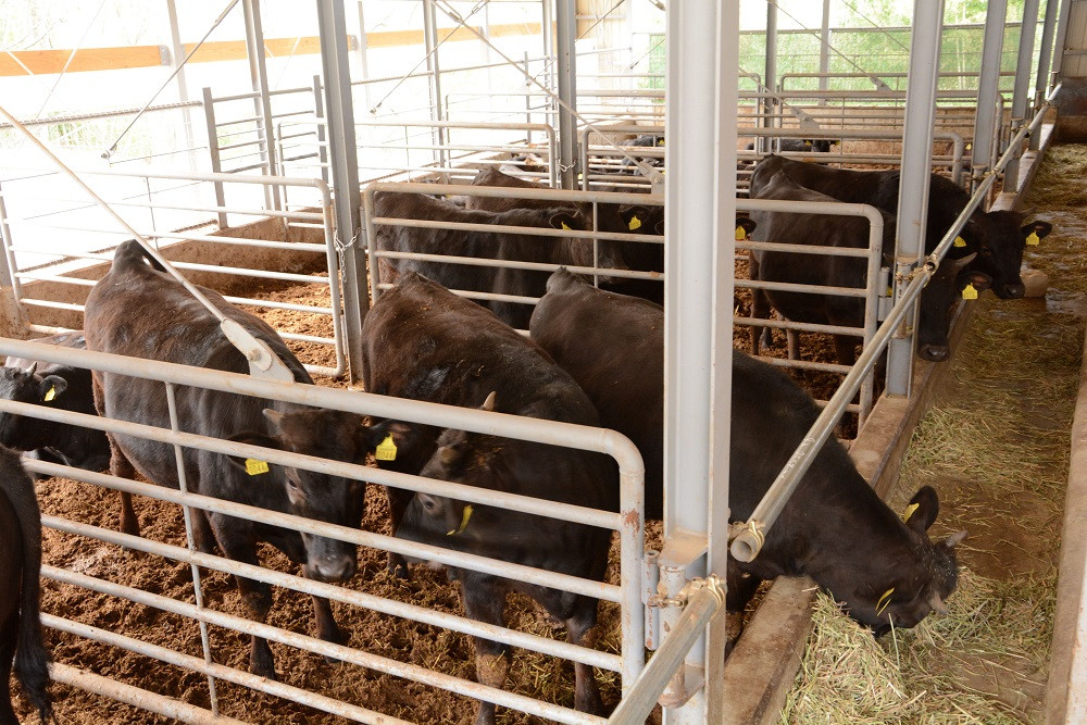 牛舎には多くの黒毛和牛が飼育されています