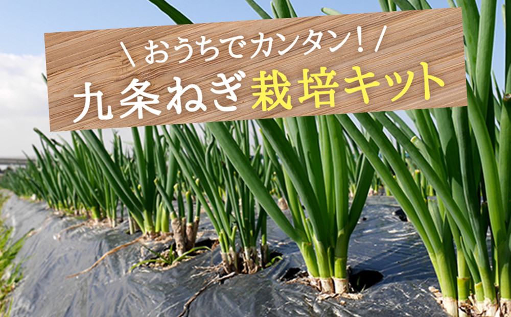 こと京都 自宅で つくれる 食べられる 九条ねぎ栽培キット 京都府京都市 ふるさとチョイス ふるさと納税サイト