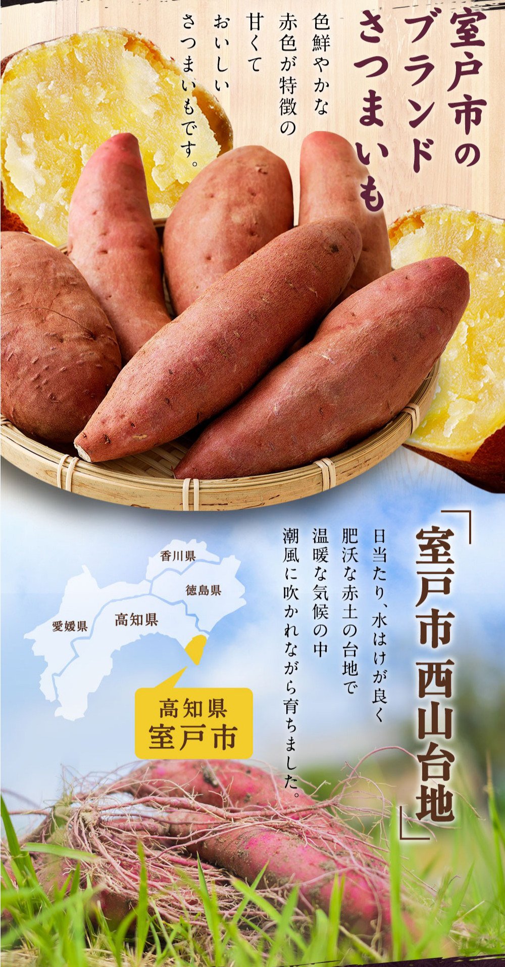 かりんとう　110g　塩けんぴ　１２袋セット　送料無料　おいしい純国産　芋けんぴ　通販　ノースカラーズ　塩けんぴ