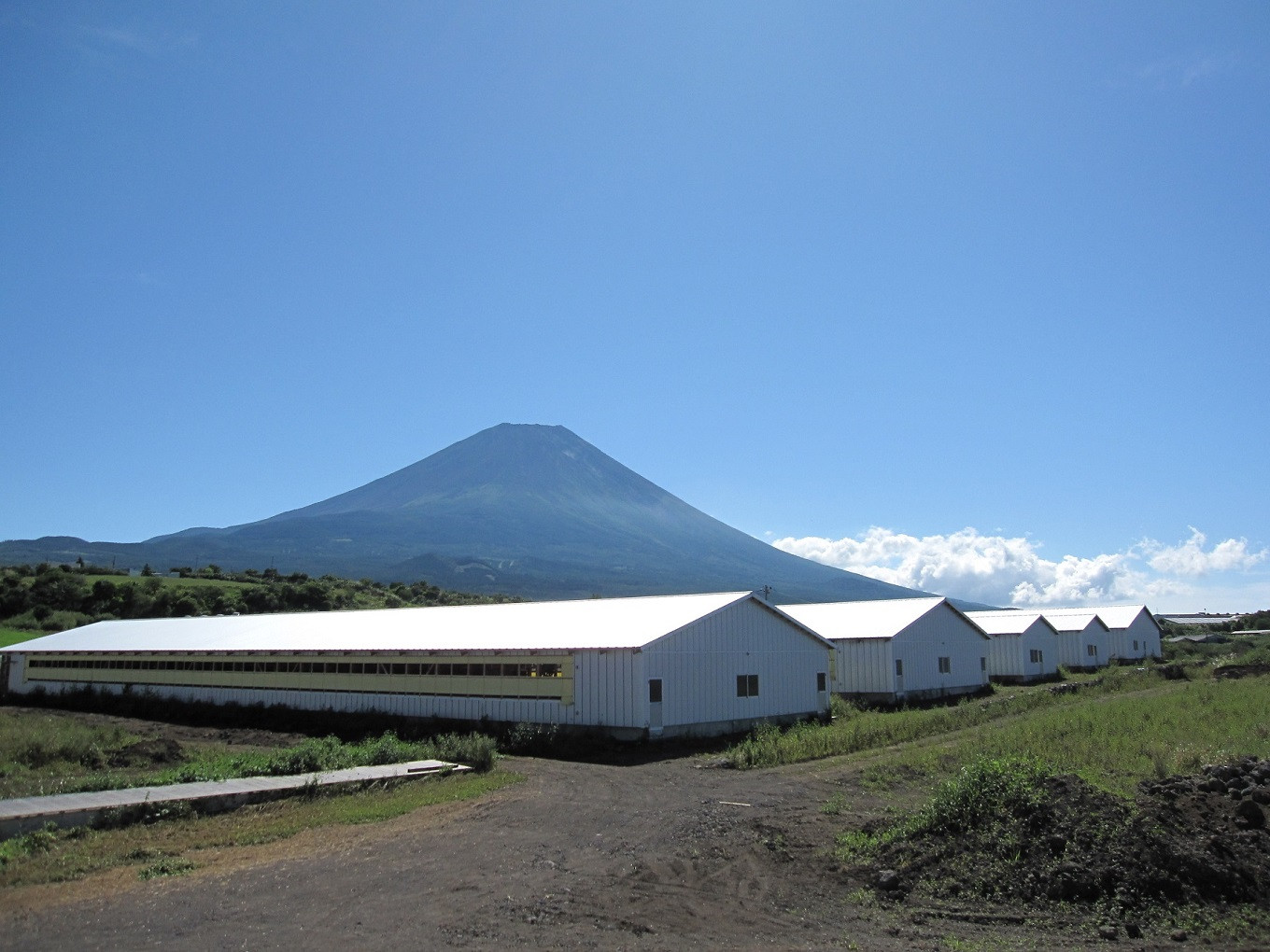 富士ヶ嶺ポークは自社養豚場「丸一ファームで」すくすく育ちます。