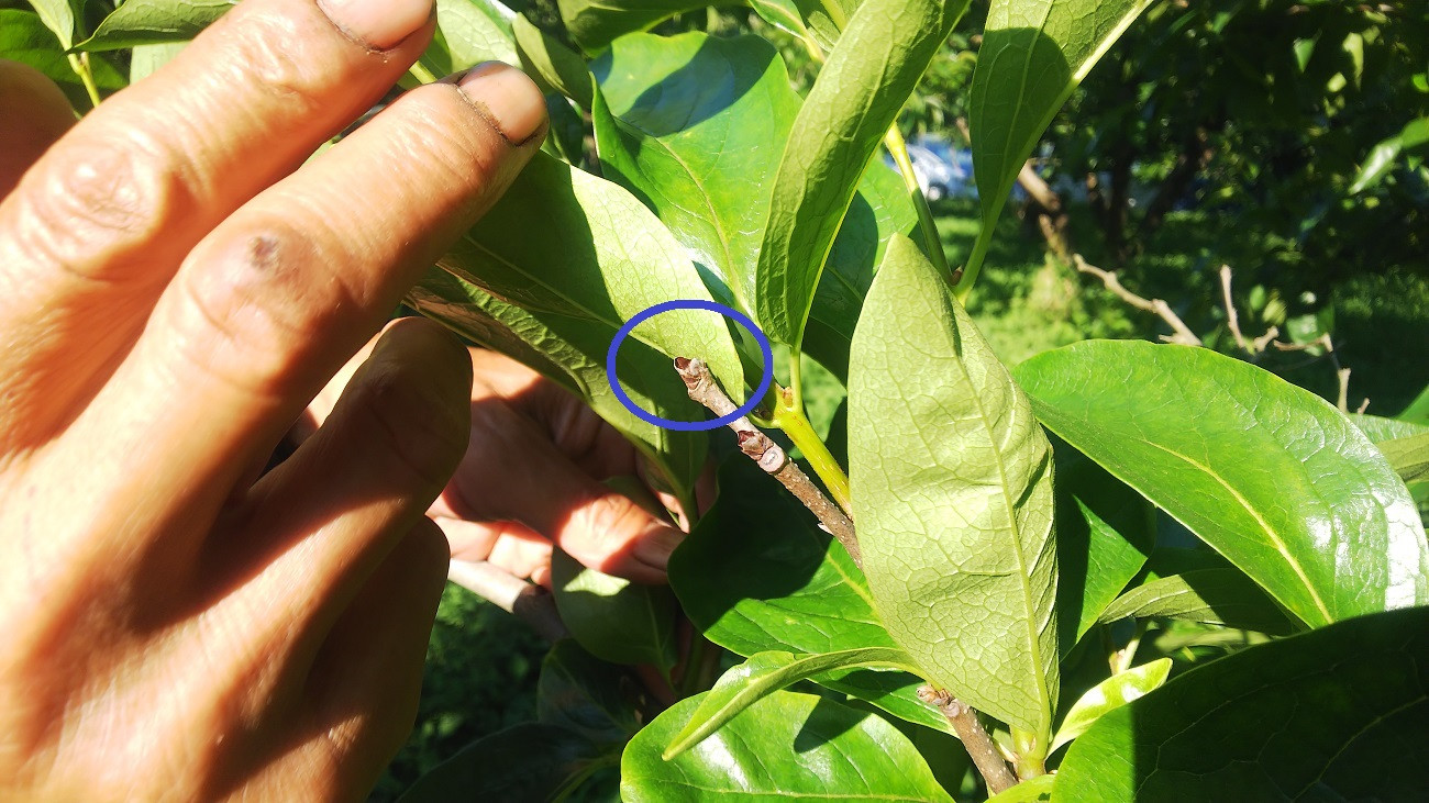 本来伸びていくはずの新芽が全く出ず、葉に覆われた状態の枝