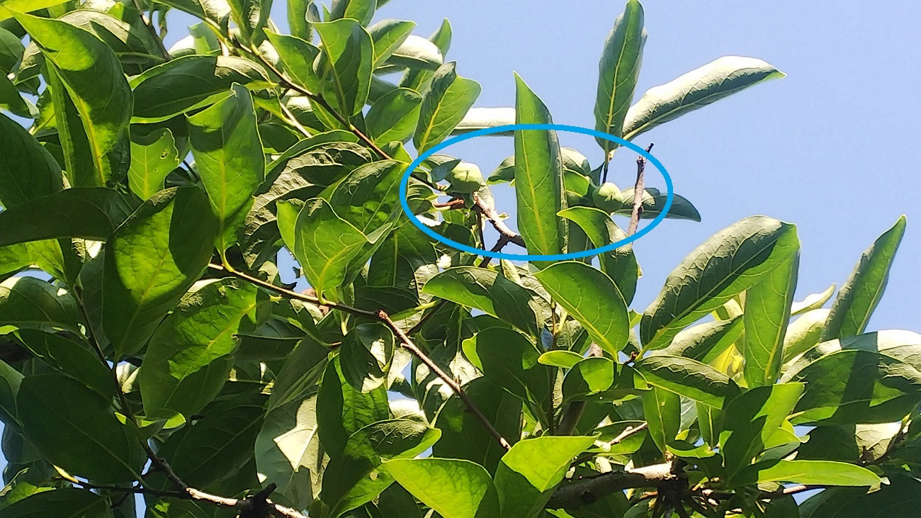 木の上部を見上げて、ようやく数粒の実がなっているのを確認できる状況