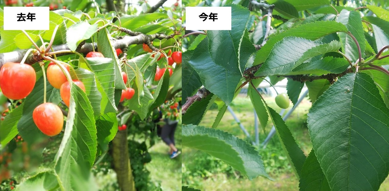 去年と今年で枝になるさくらんぼの実の量が大きく違っています